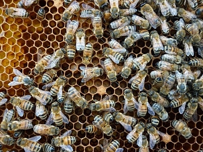 Bees at work.