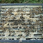 Bees in a box at Creekbend Farm.