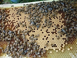 Darker-coloured cells, a swarm of bees at work.