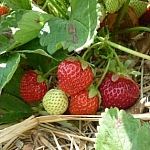 Patch of red strawberries, one white one standing out from the rest.