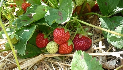 Patch of red strawberries, one white one standing out from the rest.