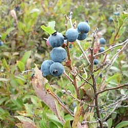 Mostly blue blueberries on a branch, with a few smaller, ones, a pink one, and a green one peeking out.