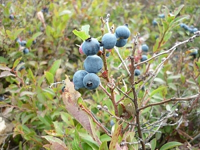 Mostly blue blueberries on a branch, with a few smaller, ones, a pink one, and a green one peeking out.