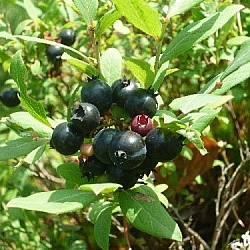 Black blueberries