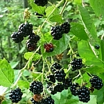 Blackberries hanging from a branch.