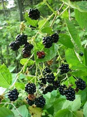 Blackberries hanging from a branch.