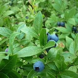 Picking blueberries in the bush...