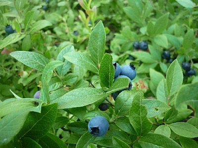 Picking blueberries in the bush...