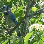 Close-up of a blue jay while hiking in Mattawa, Ontario
