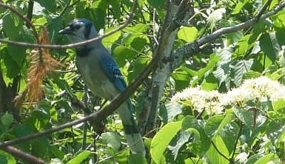 Close-up of a blue jay while hiking in Mattawa, Ontario