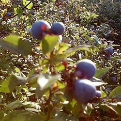 Picking blueberries in Sudbury.