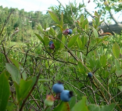 Blueberry bush