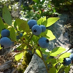 Picking blueberries in the shade...