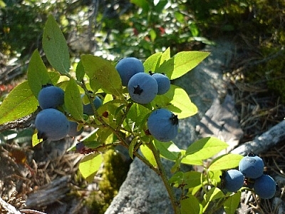 Picking blueberries in the shade...