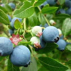 Blueberries, some large and ready to pick, some small, green, and still growing.
