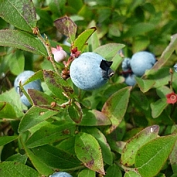 True blueberries, some ripe and ready to pick, others still small pink flowers.