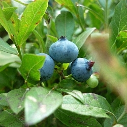 Blueberries peeking out from tall leaves.
