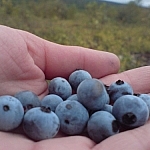Picking berries and holding blueberries in my hand