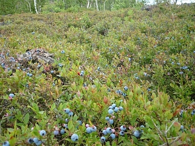 Our blueberry picking tips come from lots of experience! Here's one of our favourite spots.