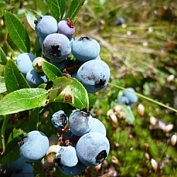 Blueberries in the sun photographed during a berry picking bush hike in Sudbury.
