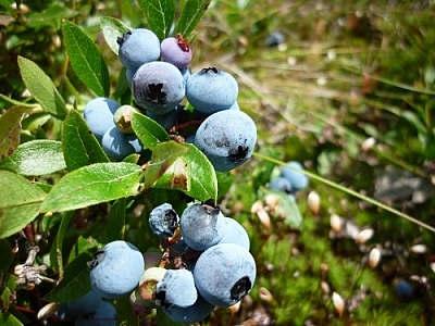 Berries in the sun photographed during one of our blueberry picking bush hikes in Sudbury.