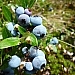 Blueberries in the sun photographed during a berry picking bush hike in Sudbury.