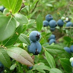 Blueberries everywhere!