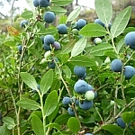 Bountiful blueberry bush