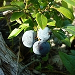 Three large blueberries in the sunlight, the last partially shaded.