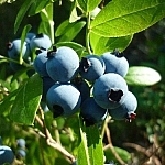 Picking blueberries in the hot sunshine...