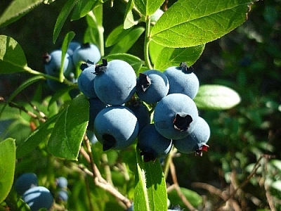 Picking blueberries in the hot sunshine...