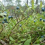 Blueberry branches