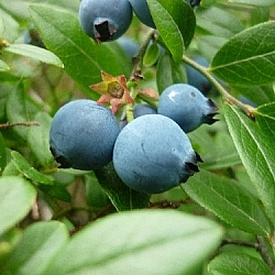 Small bunch of big blueberries just waiting to be picked!