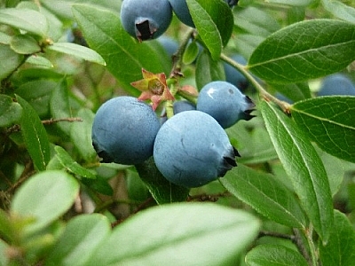 Small bunch of big blueberries just waiting to be picked!