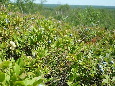 Blueberry bushes