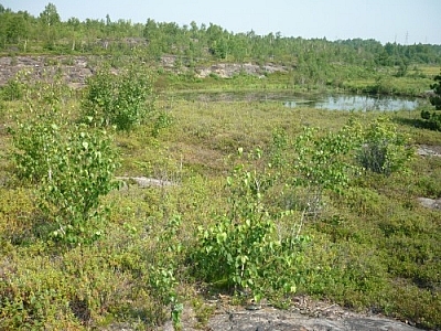 Forested low cliffs overlooking a small wetland area.