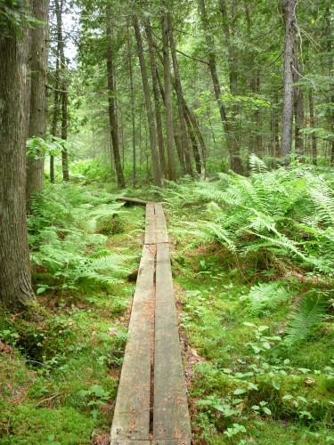 Boardwalk while hiking the History Loop on Etienne Trail in Samuel de Champlain Park.