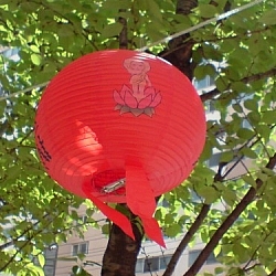 At Buddha's birthday, lanterns decorate the streets of Busan, South Korea.