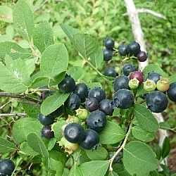 Bunch of black blueberries