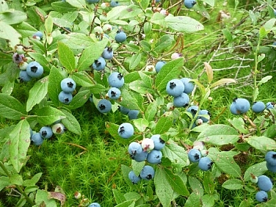 Picking blueberries in moss...