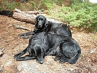 Two black labs laying on the ground after a long hike.
