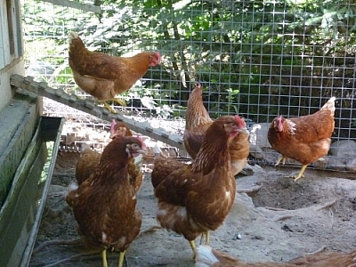 Red sex chickens clucking about outside their coop.