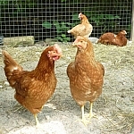 These chickens don't dig life in the jungle at Picaflor, they dig life in the bush of French River!