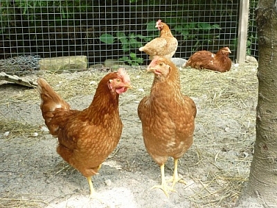 These chickens don't dig life in the jungle at Picaflor, they dig life in the bush of French River!