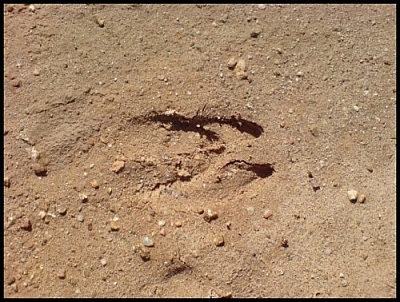 Chinese water deer prints found in the soil during a Jirisan wetland eco-tour.