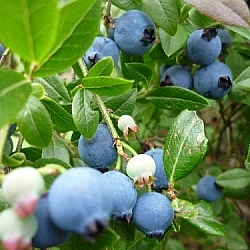 Picking blueberries in big bunches, but leaving behind those that aren't ready, as here...