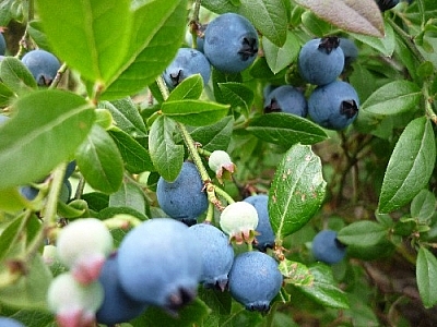 Picking blueberries in big bunches, but leaving behind those that aren't ready, as here...