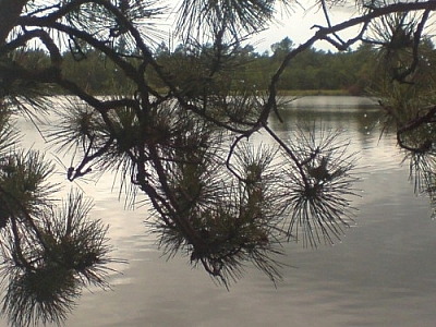 View of Lake Nipissing through pine branches.