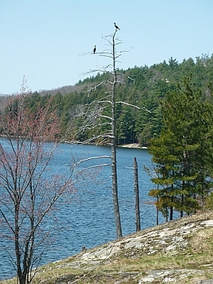 Two cormorants sitting in a tree seen while hiking in Killarney Provincial Park