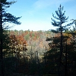 A peak through a shadowed foreground of pine tress framing a distant view of autumn-coloured tree tops.